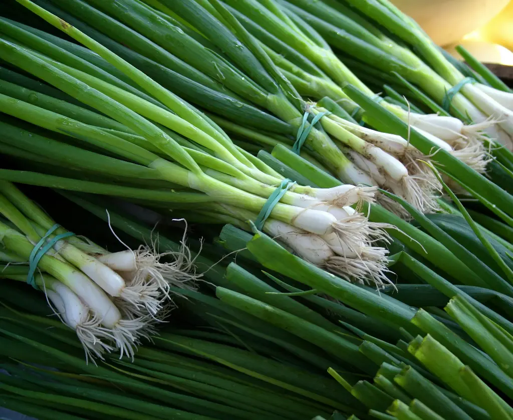 Green Onion (हरी प्याज) -1Kg