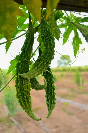 Bitter Gourd (करेला) -500gr.